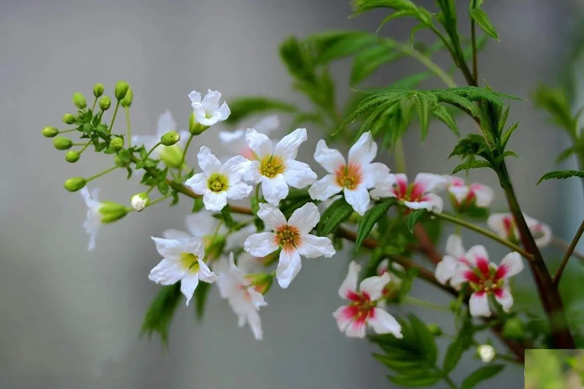Xanthoceras sorbifolia Bunge