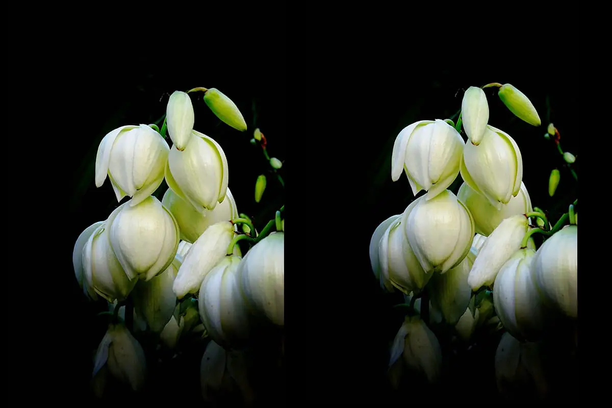 Yucca gloriosa