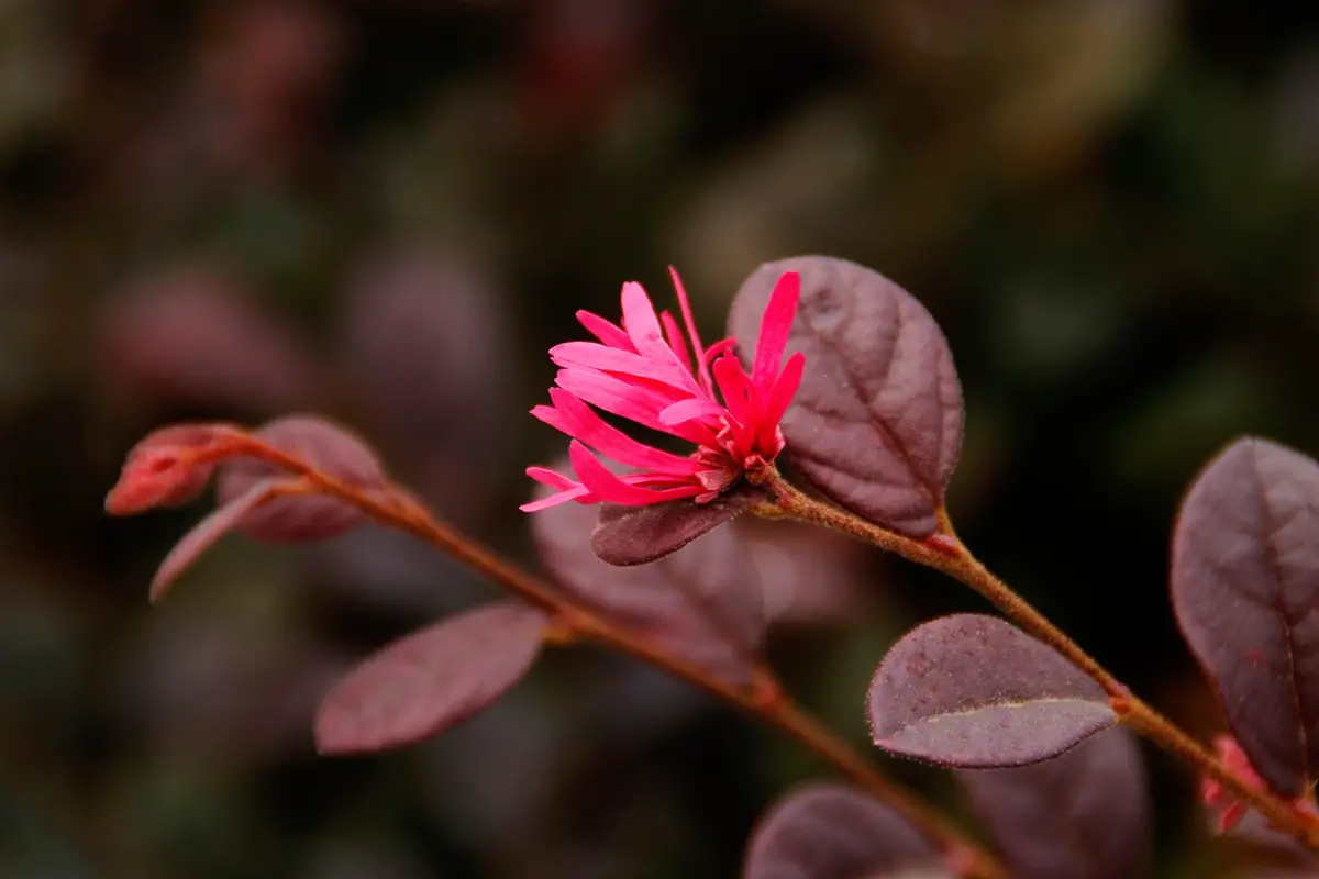 Loropetalum chinense