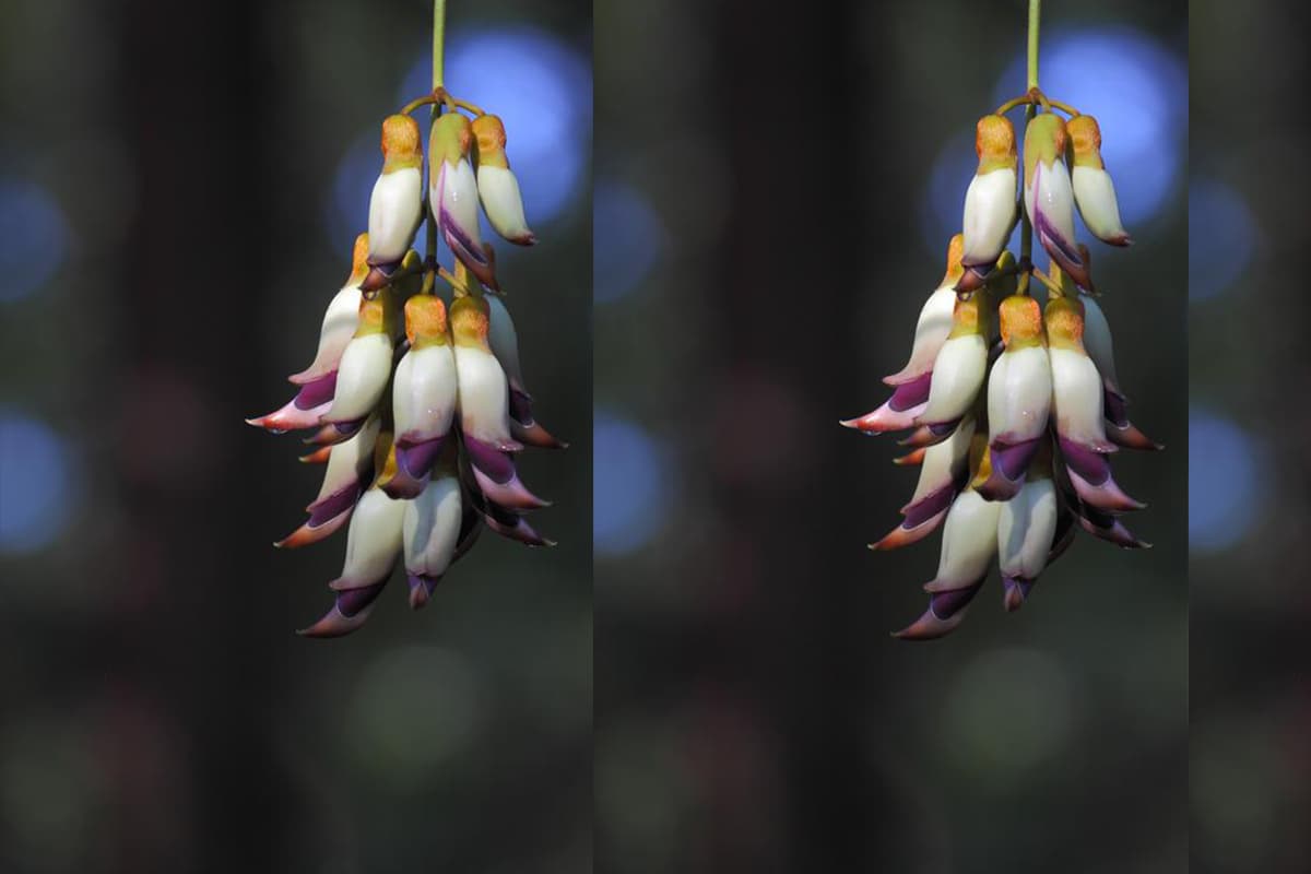 Mucuna birdwoodiana