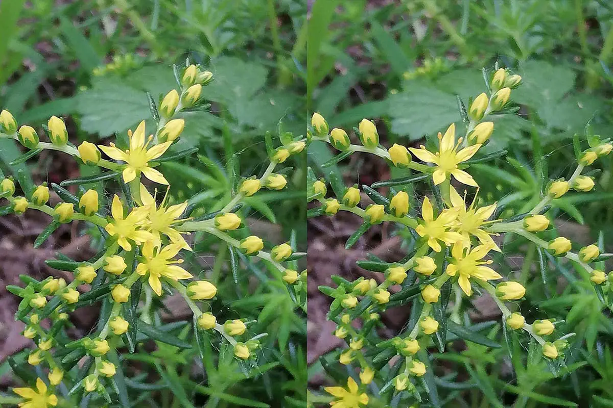 Sedum lineare