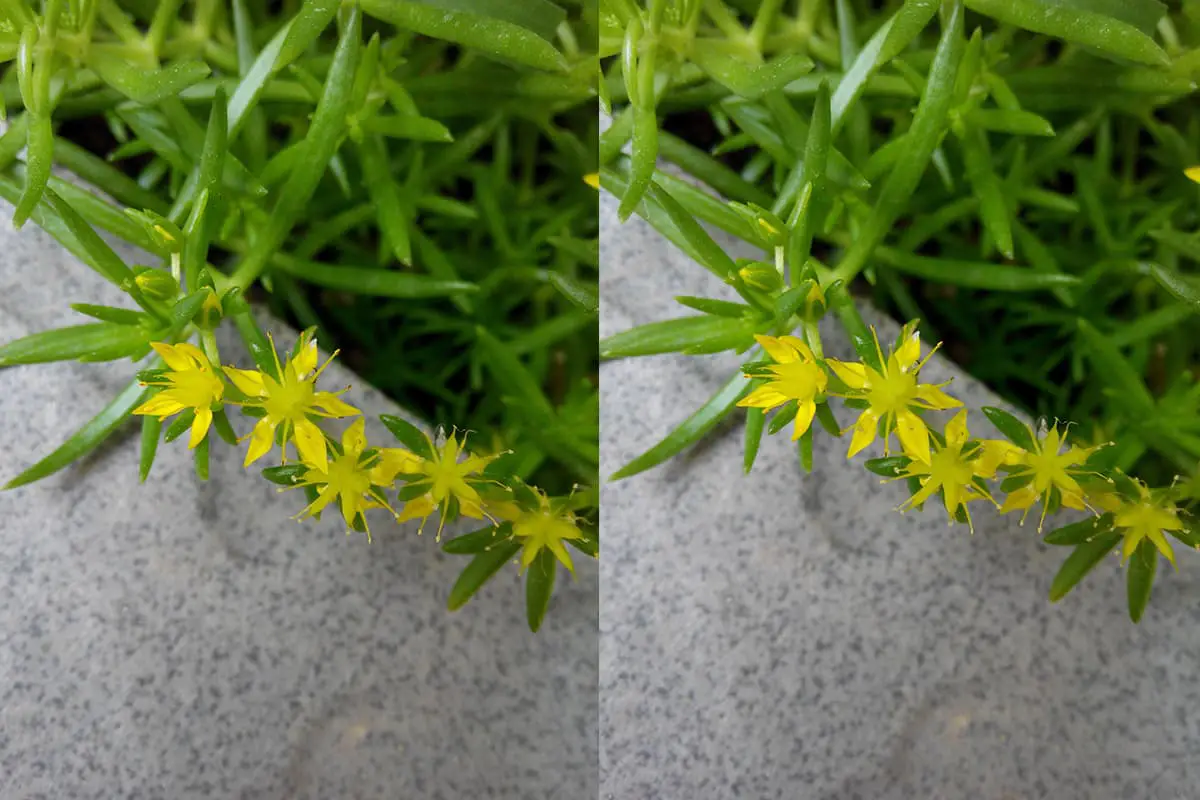 Sedum lineare