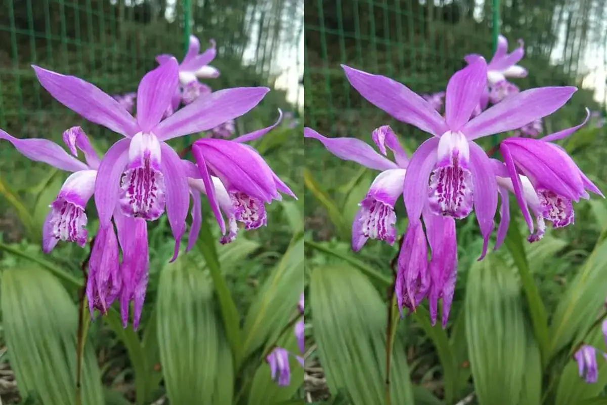 Bletilla striata