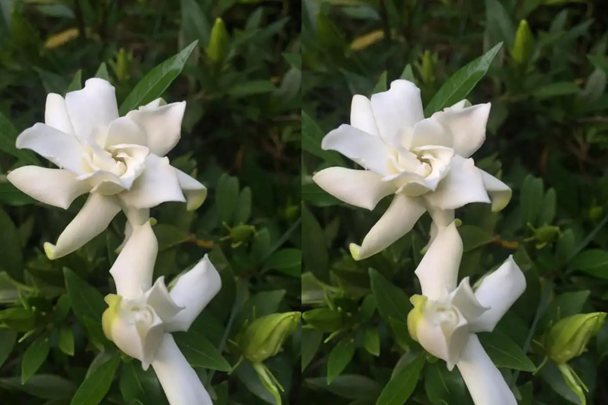 Gardenie Jasminoides Radicans