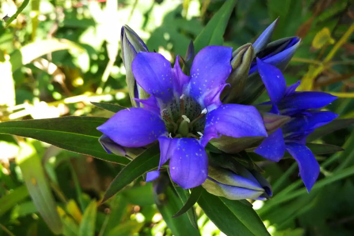 Enzian Scabra Bunge 