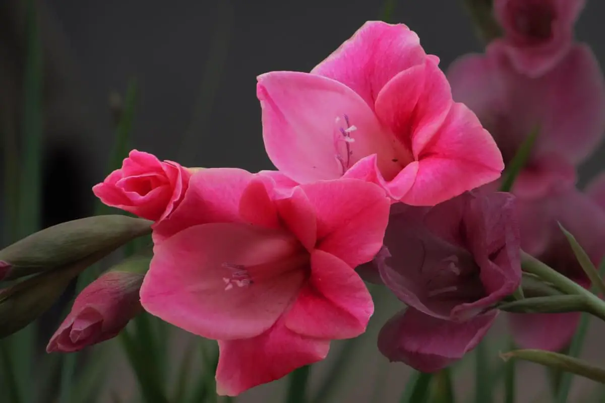 Gladiole Gandavensis