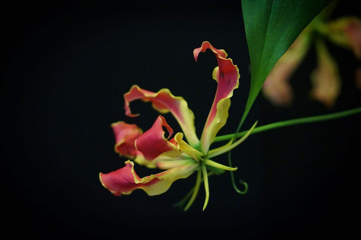 Gloriosa Superba