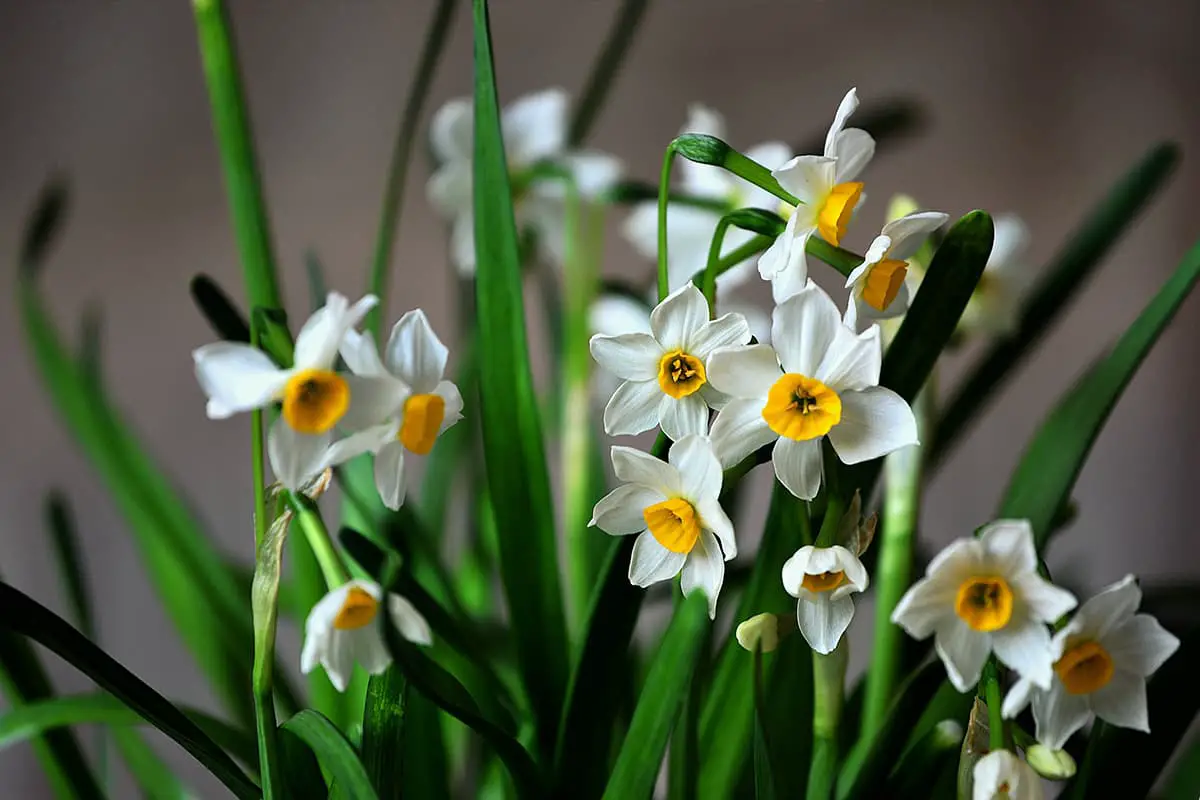 Narciso Tazetta