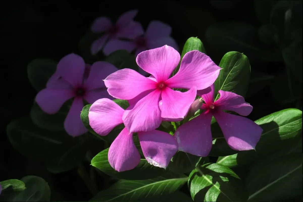 Catharanthus roseus