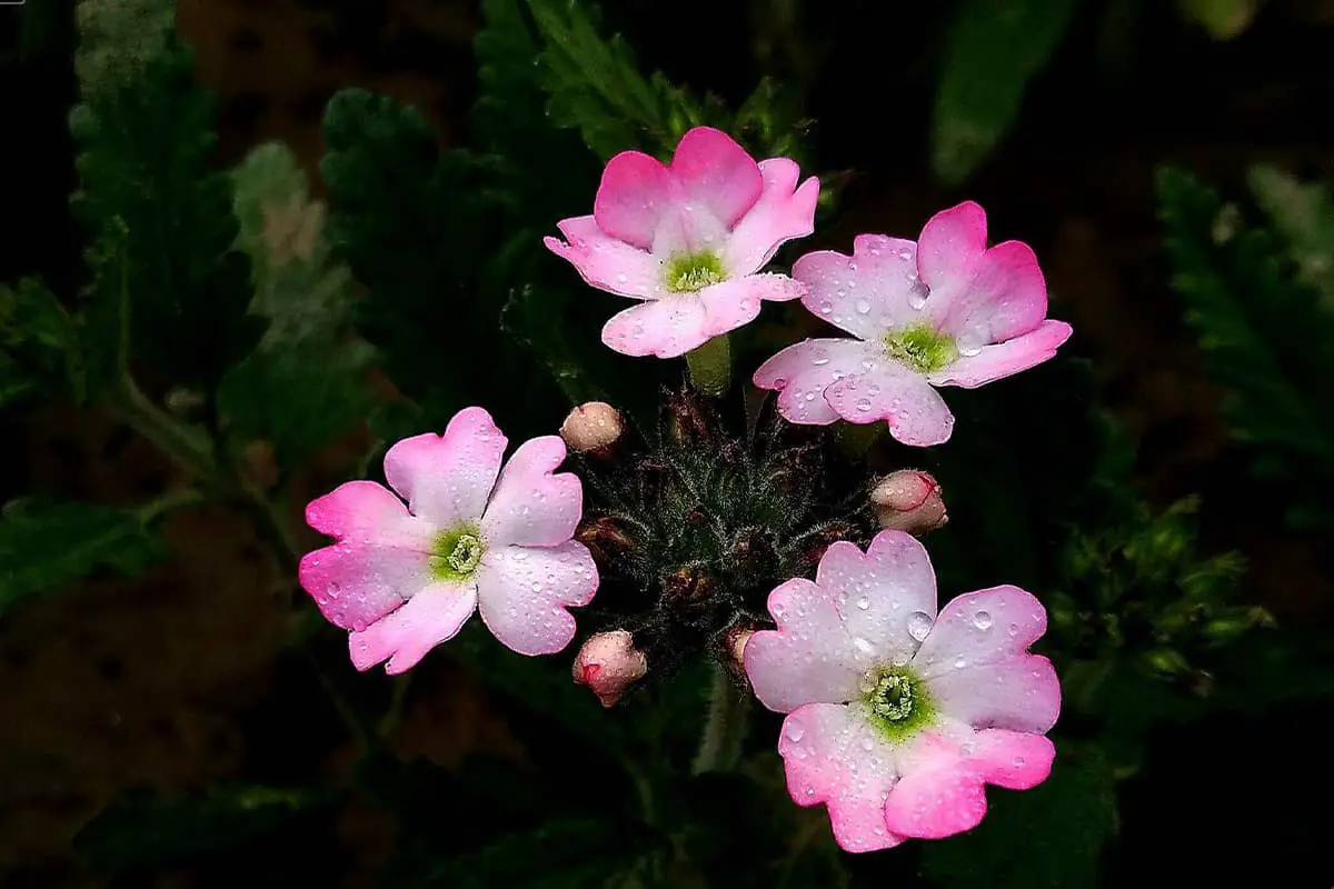 Garofano sempreverde