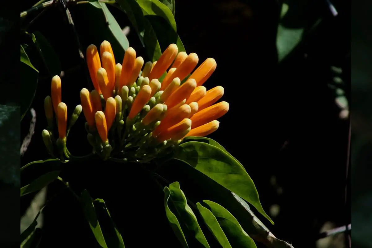 Fiori da coltivare in estate
