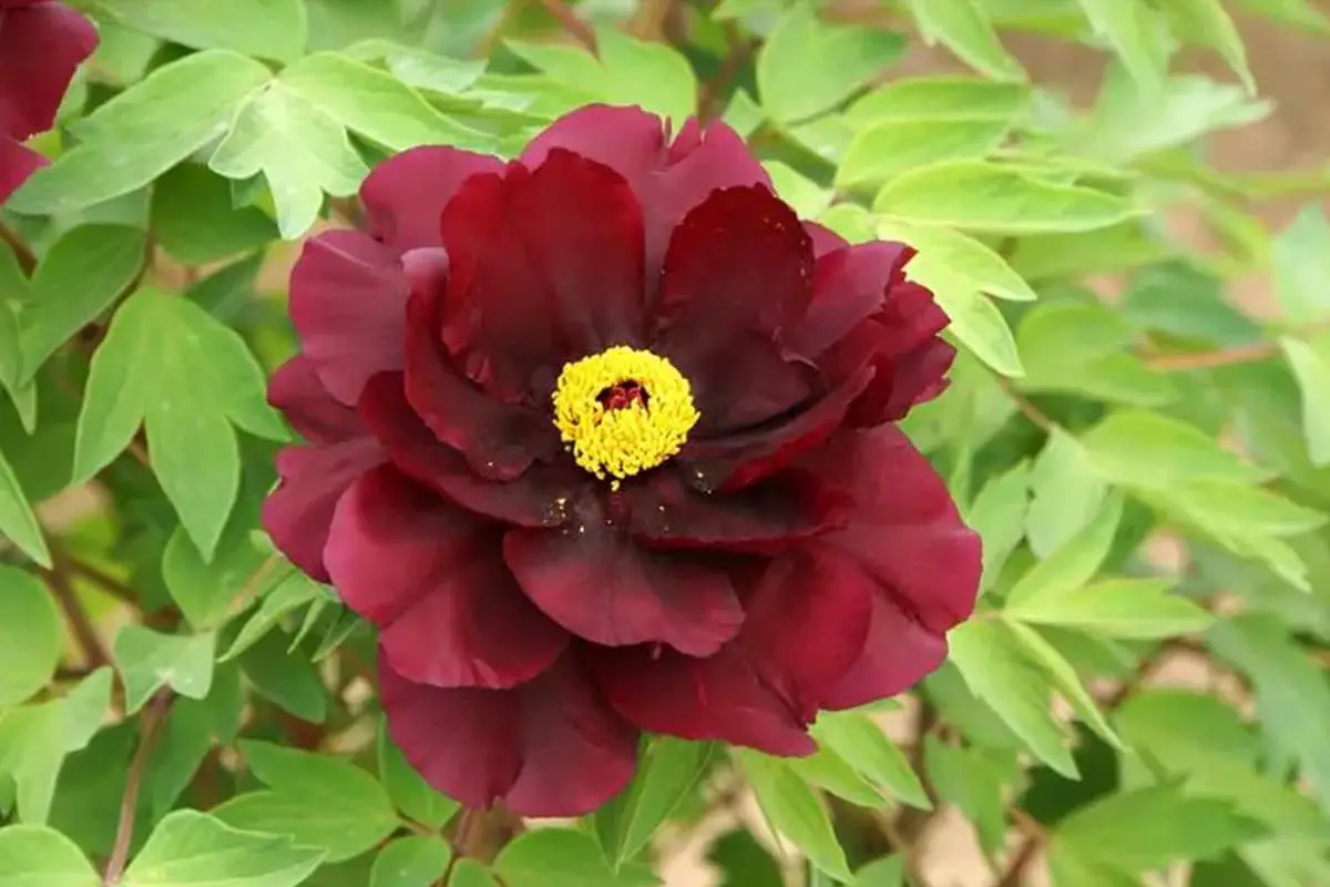 Paeonia Suffruticosa 'Greendragon Sleeping Pool'