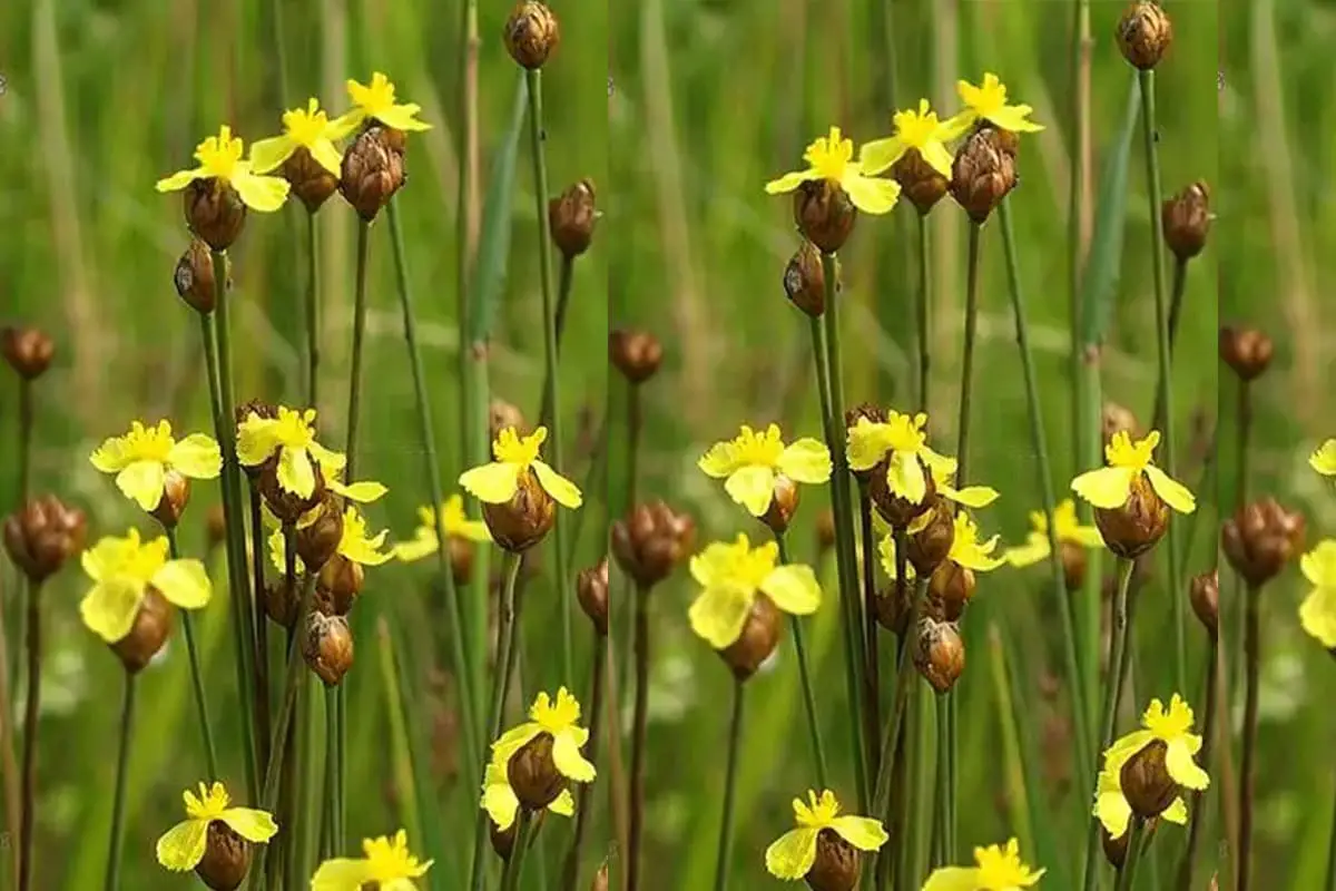 Erba dagli occhi gialli (Sisyrinchium Californicum)