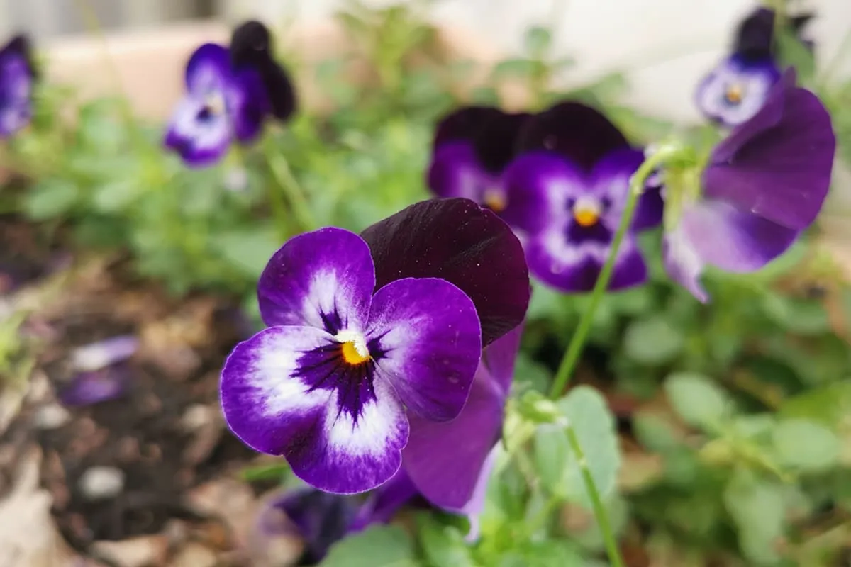 Viola cornuta