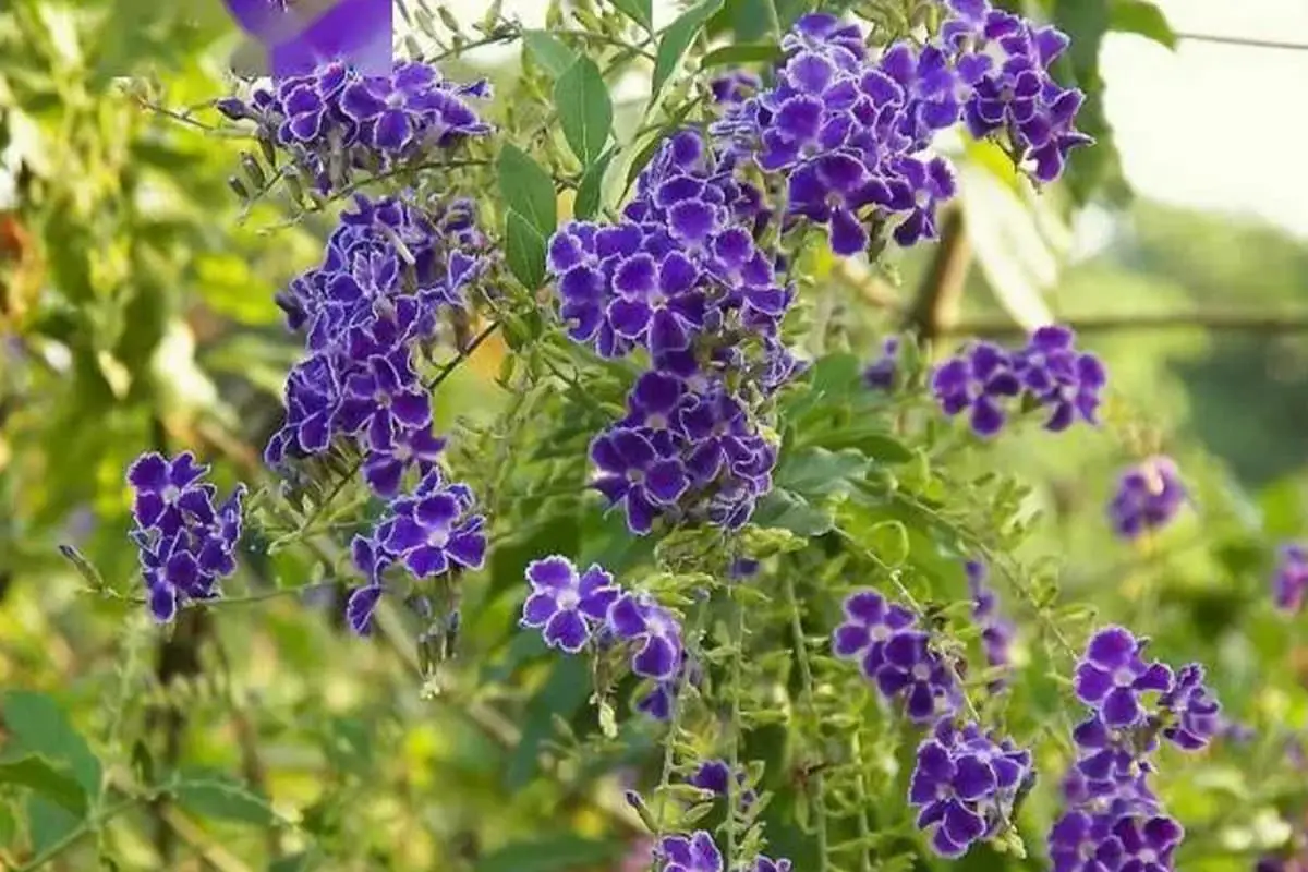 Fiori da coltivare in estate