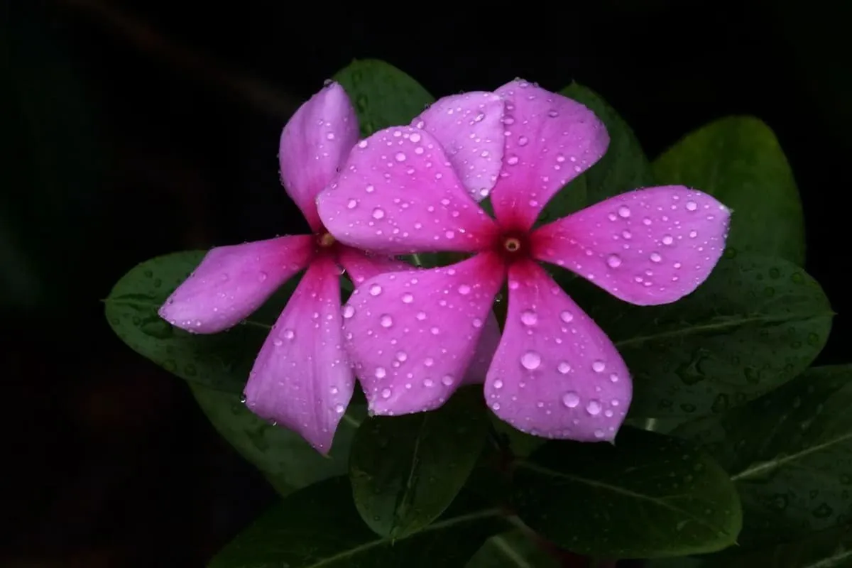 Catharanthus roseus