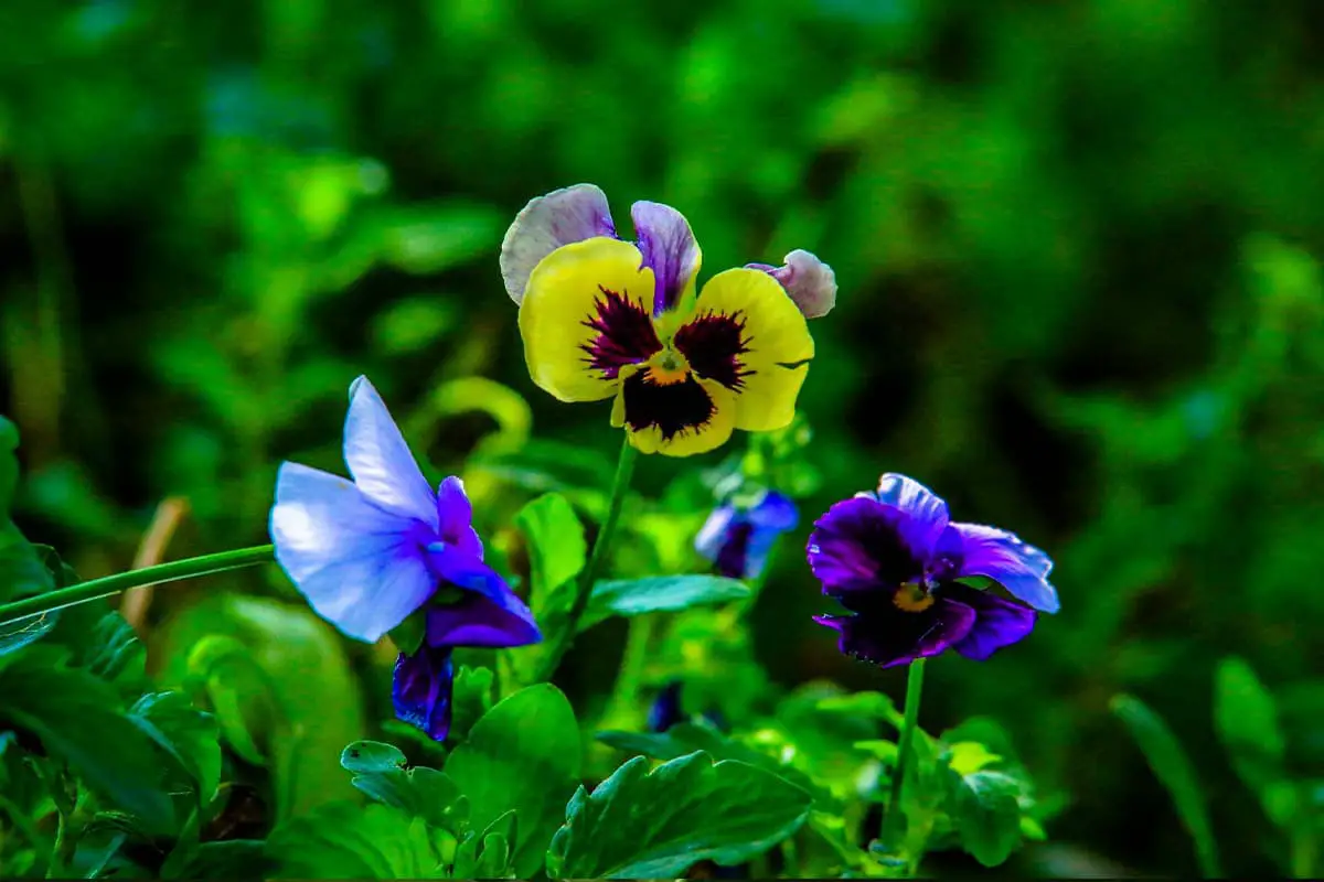 Fiori da coltivare in estate