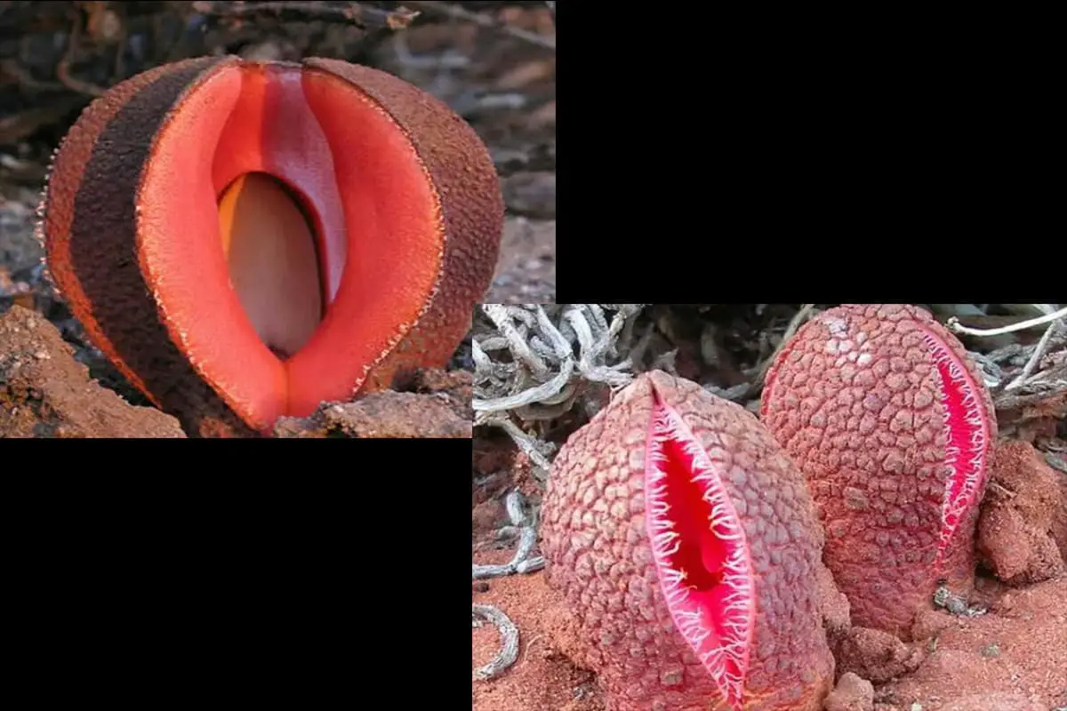 Hydnora africana