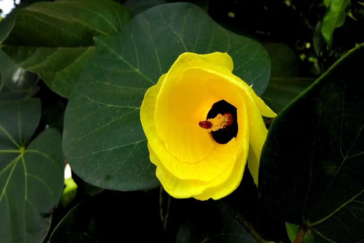 Hibiscus Tiliaceus