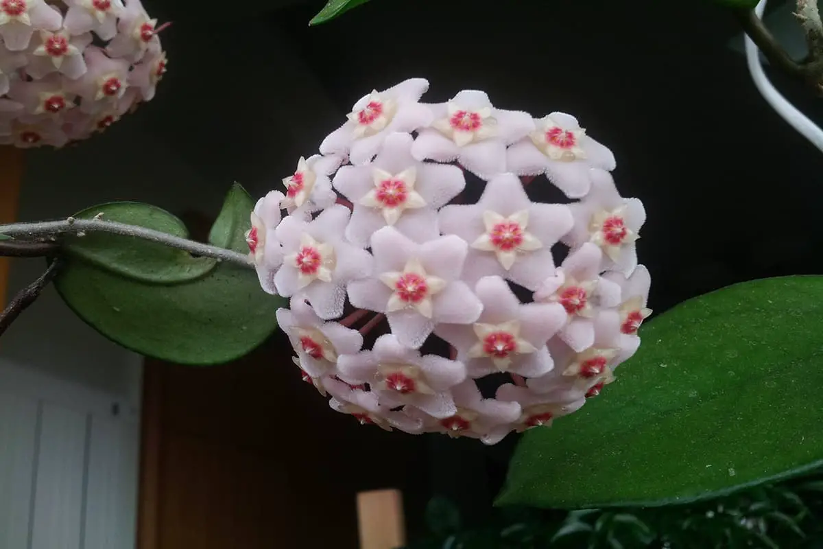 Hoya Carnosa