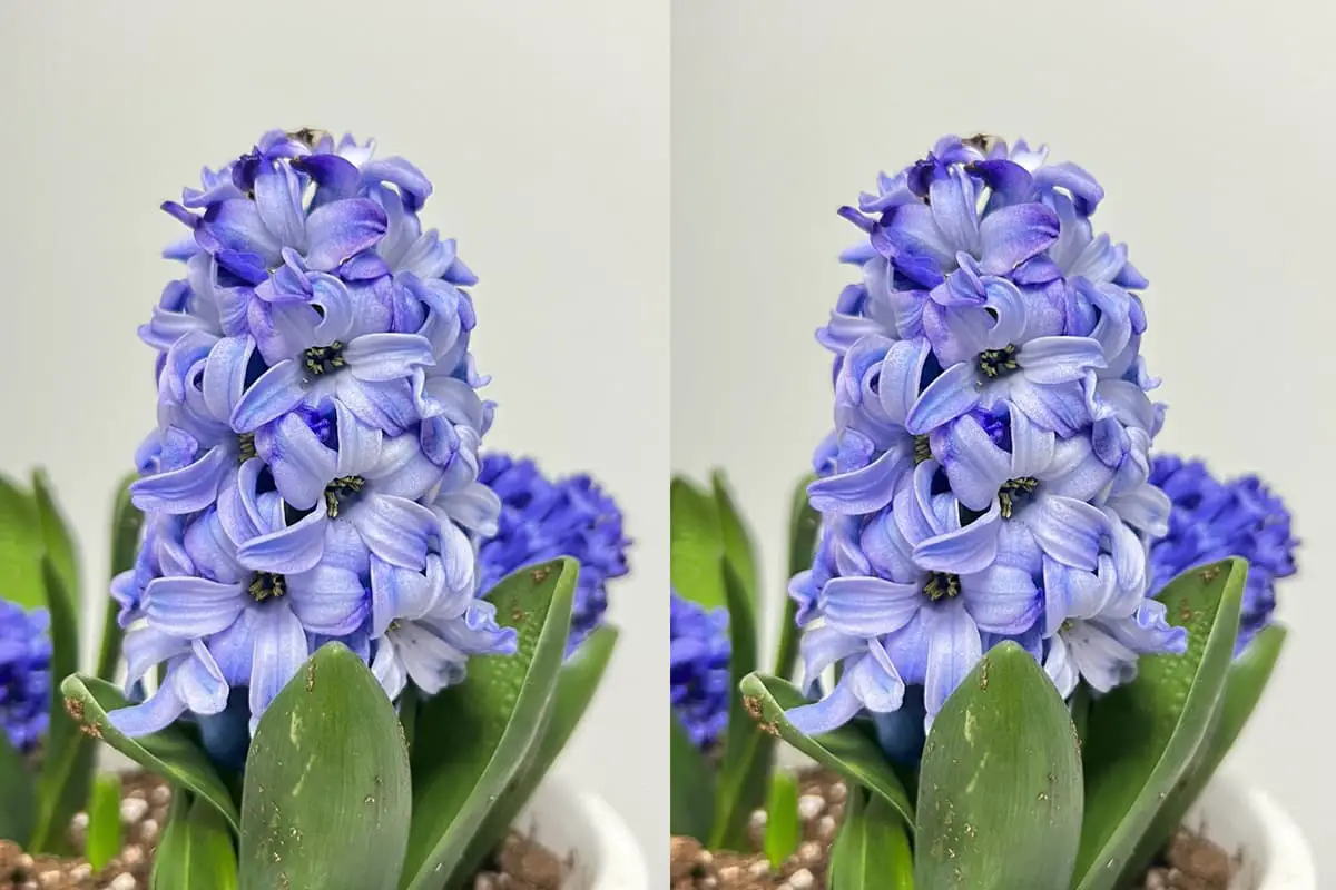 Hyacinthus Orientalis