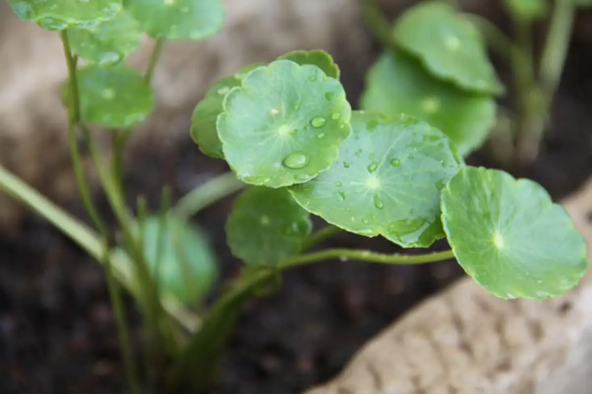 Hydrocotyle Vulgaris 