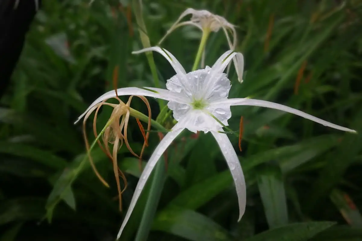 Hymenocallis Littoralis