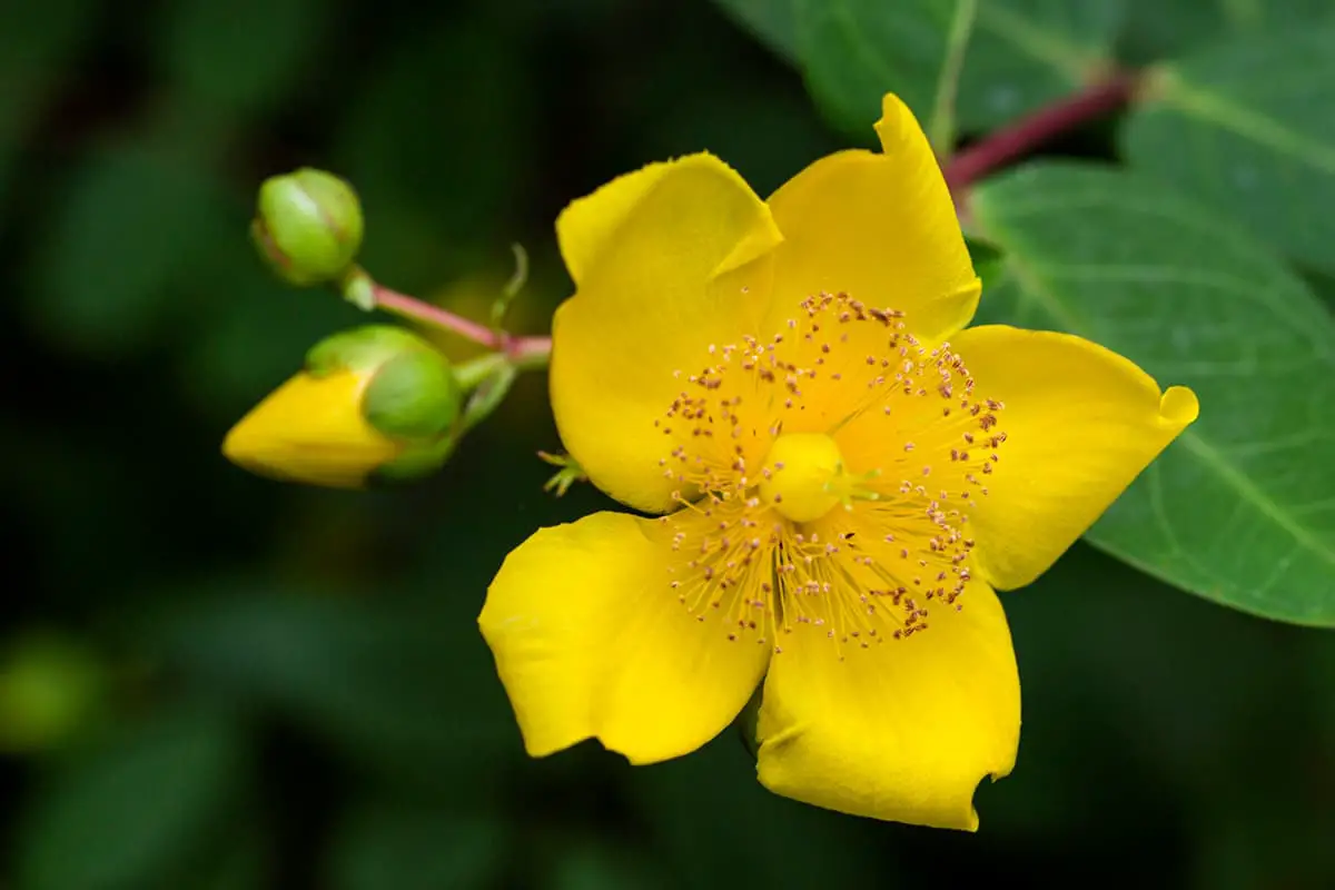 Hypericum Patulum