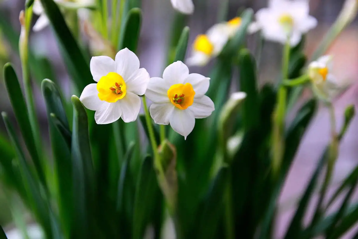Narcissus pseudonarcissus