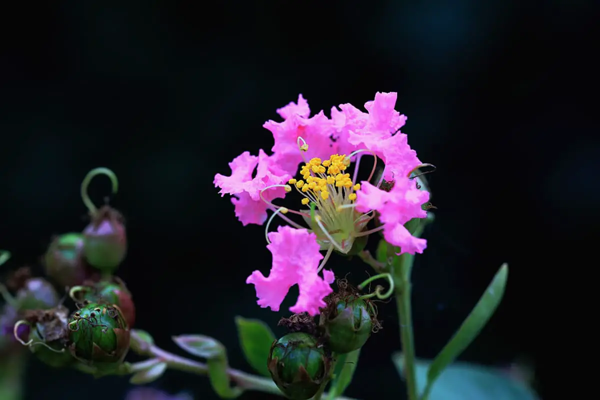 Lagerstroemia indica