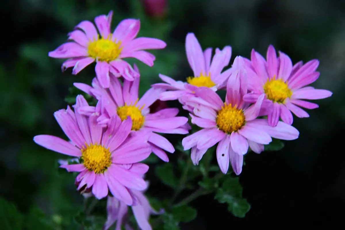 Glebionis coronaria