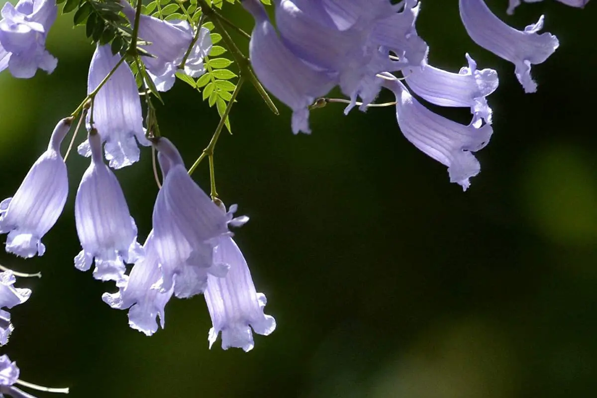 Jacaranda mimosifolia