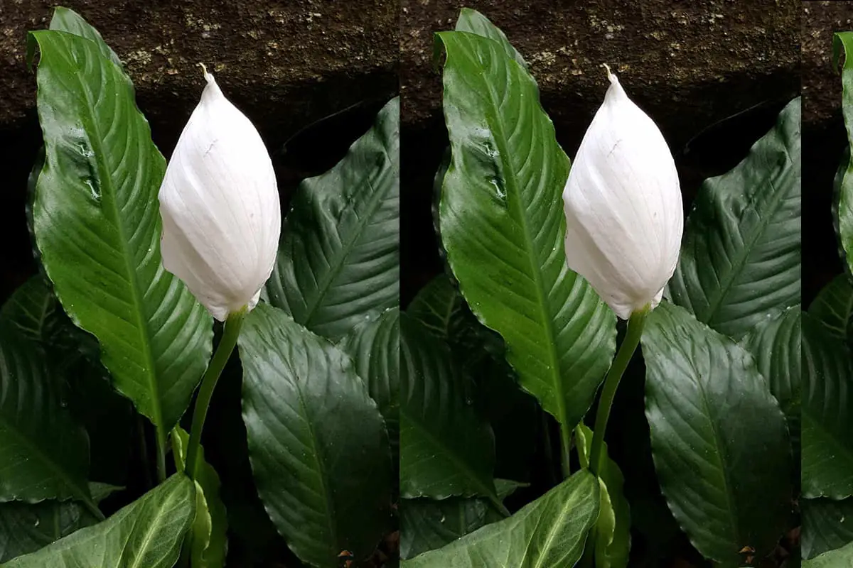 Spathiphyllum floribundum 'Clevelandii'