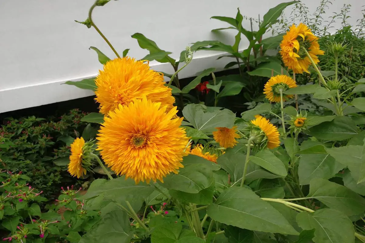 Helianthus Annuus L. 