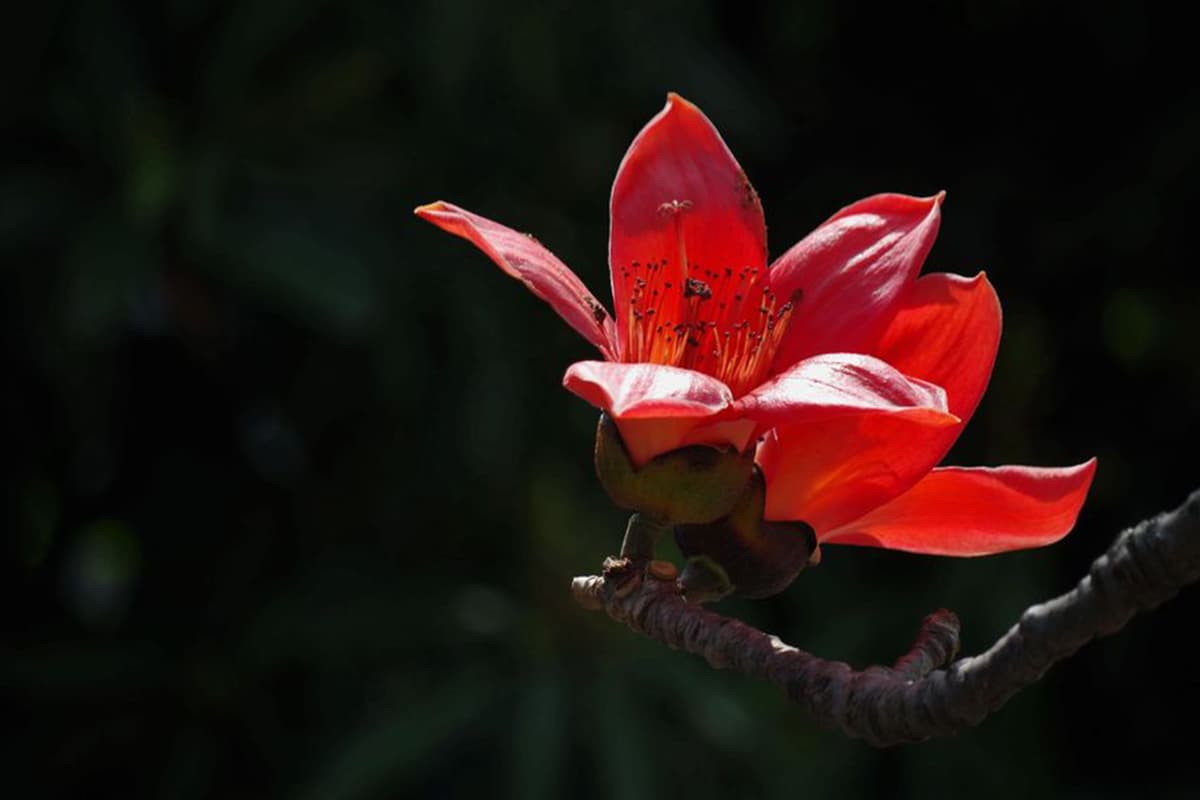 Bombax ceiba