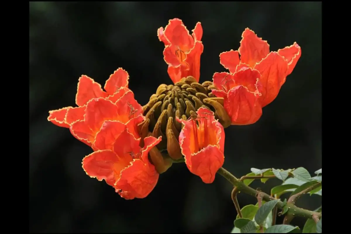 Spathodea campanulata