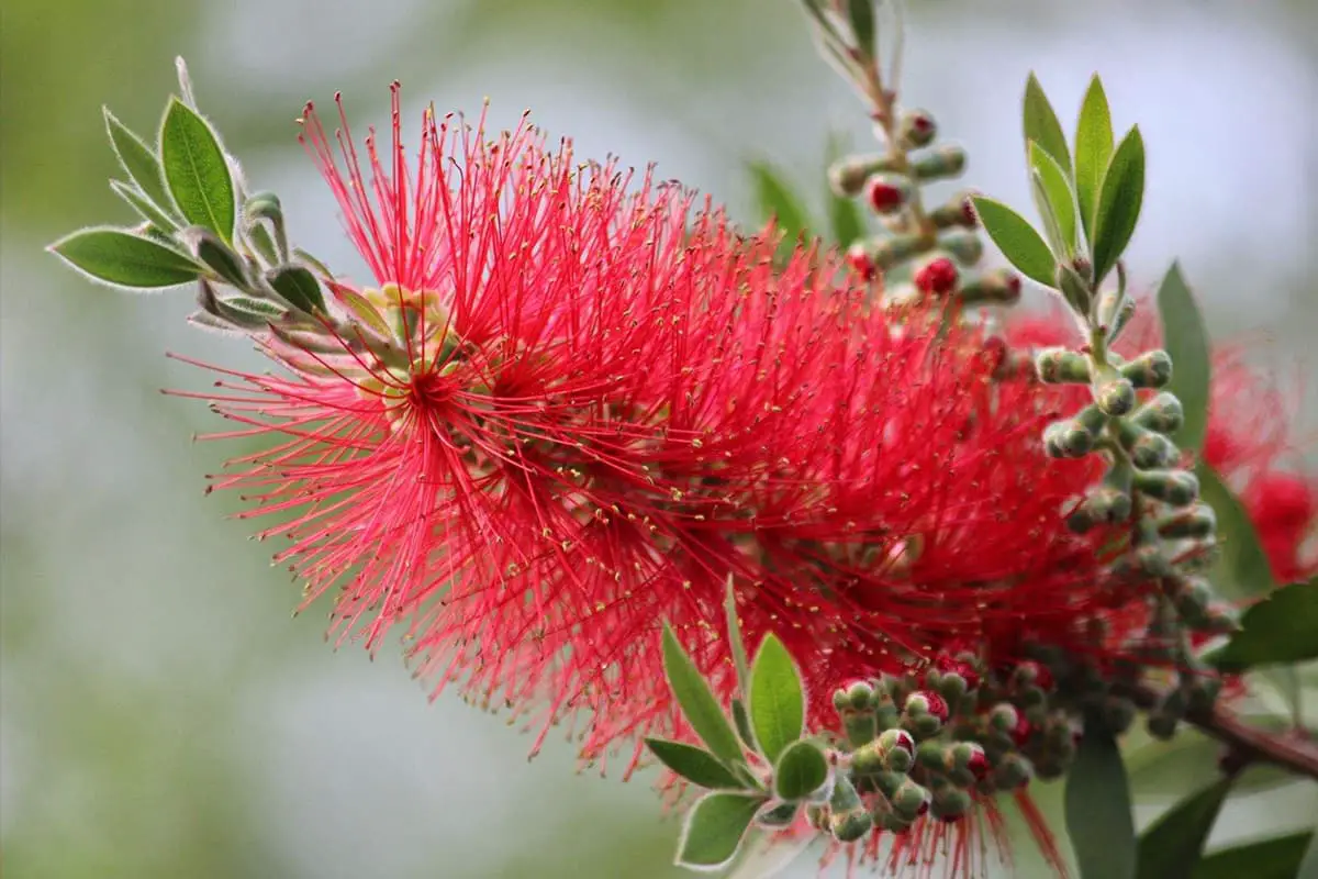 Callistemon rigidus