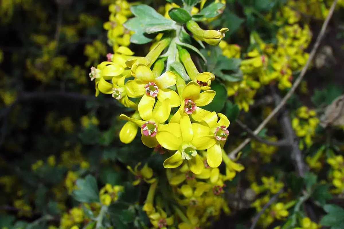 Berberis thunbergii