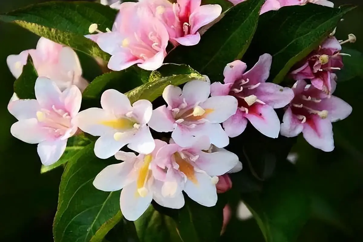 Weigela florida