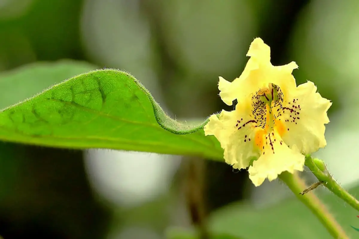 Catalpa Ovata Flowers: Nature's Hidden Treasures - FlowersLib