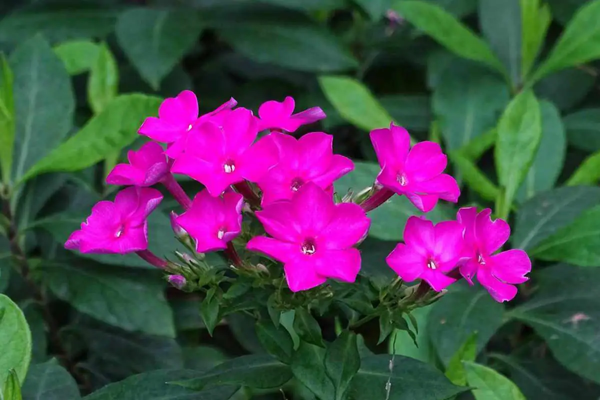 Phlox drummondii
