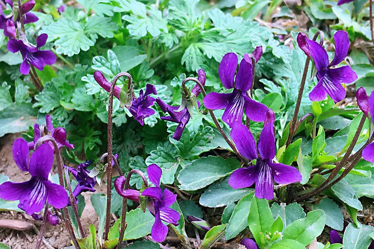 Viola phillipina