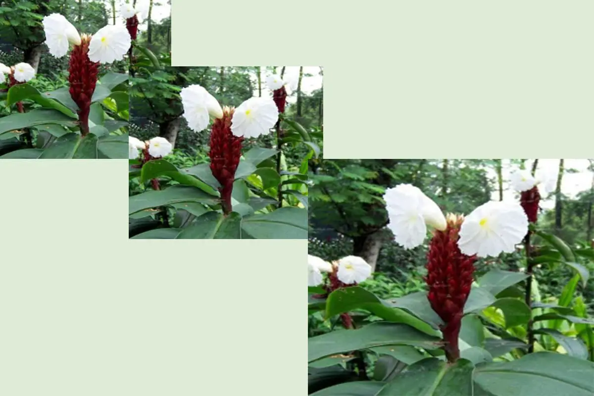  Costus speciosus