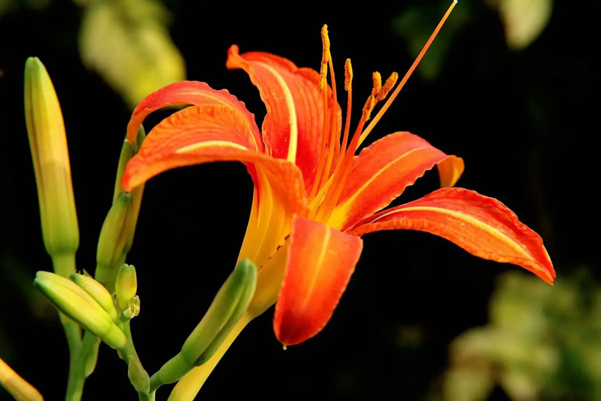 Hemerocallis Fulva