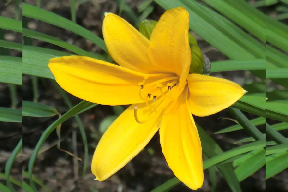 Hemerocallis Lilioasphodelus