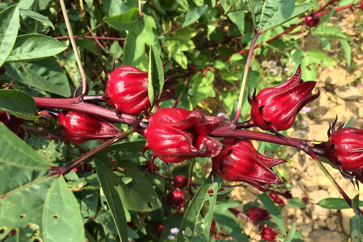 Hibiscus Sabdariffa