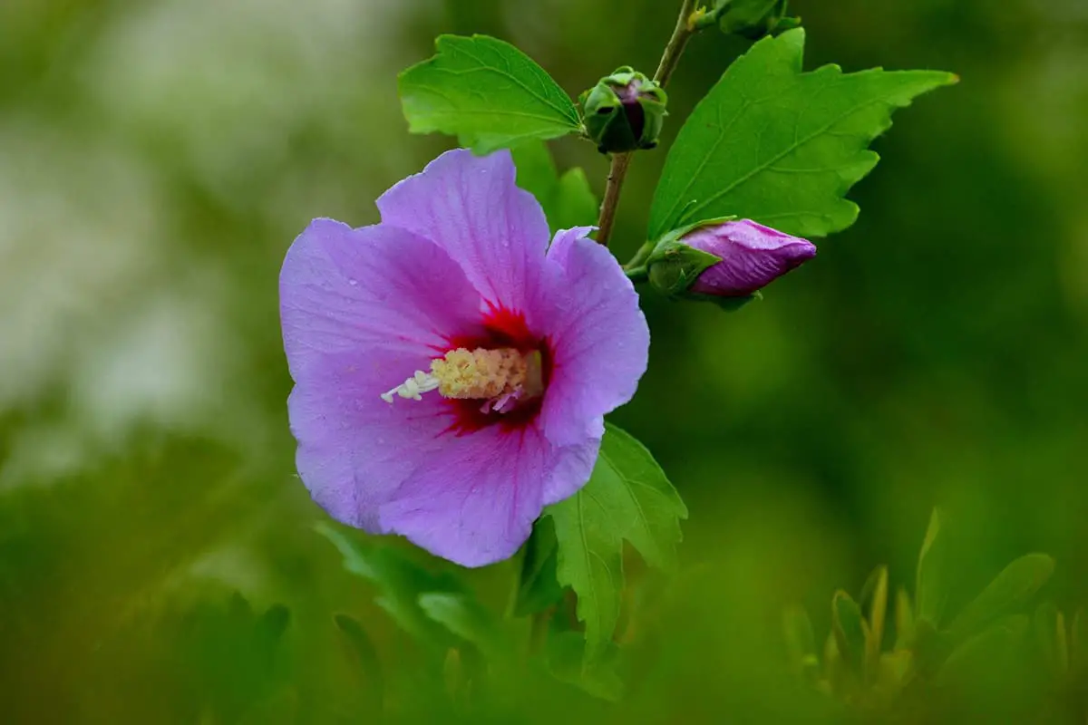 Hibiscus Syriacus