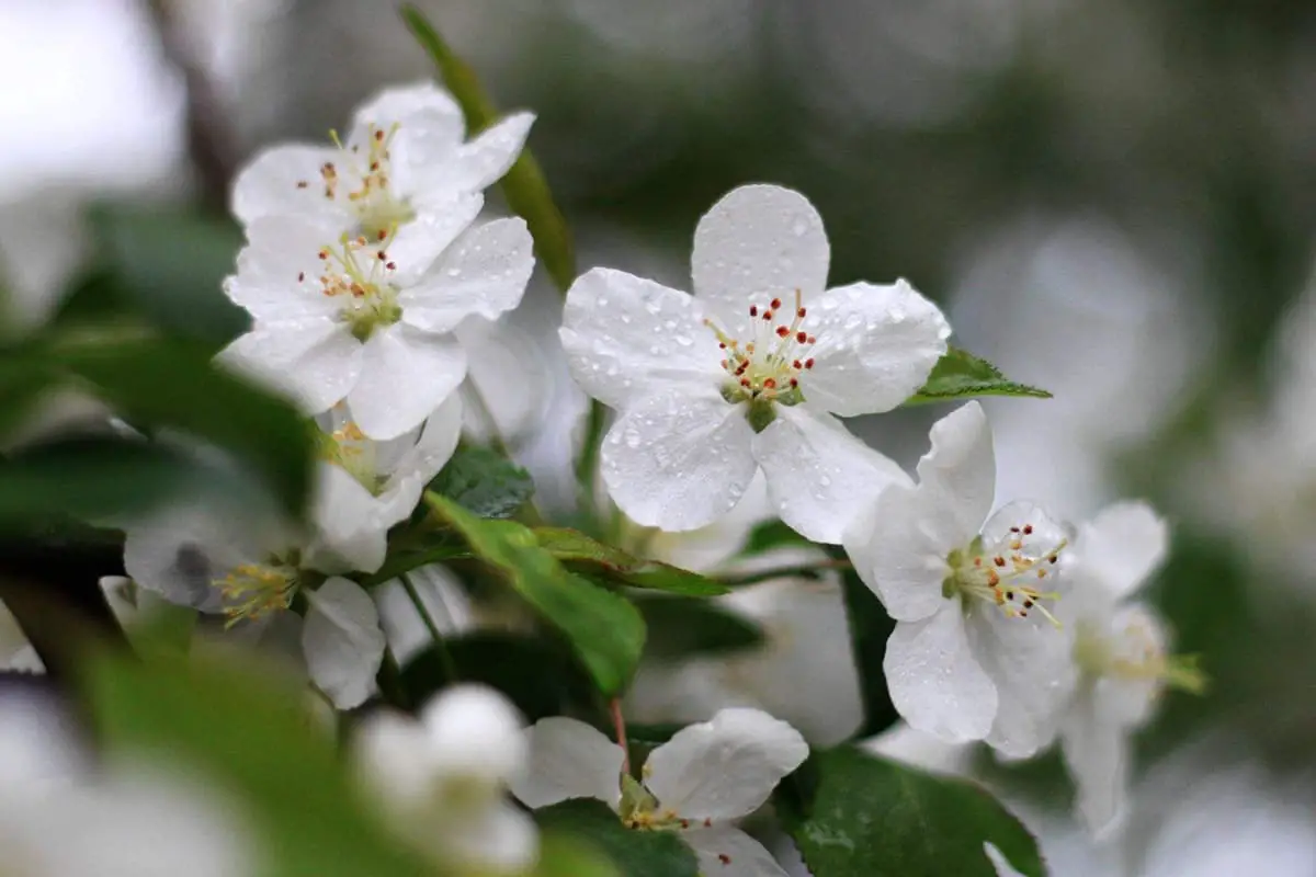 Malus Spectabilis