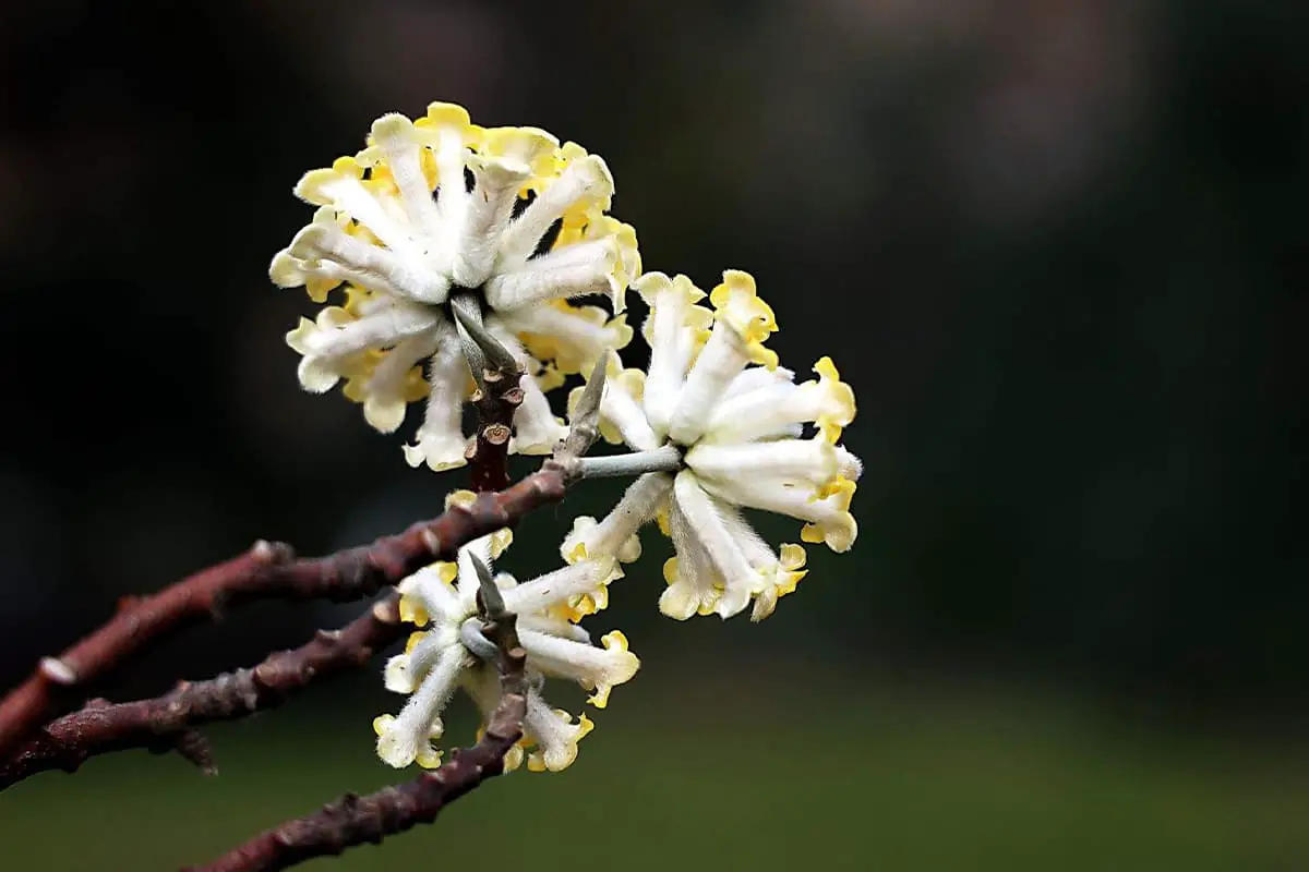  Edgeworthia chrysantha