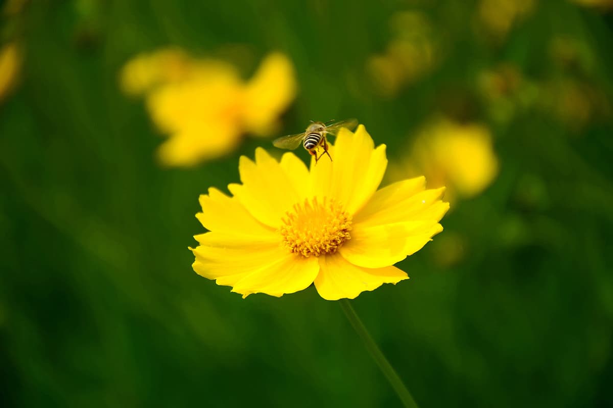 Coreopsis basalis